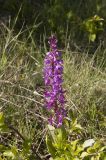 Orchis mascula