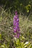 Orchis mascula. Цветущее растение. Крым, окр. оз. Биюк-Исар. Начало мая 2010 г.