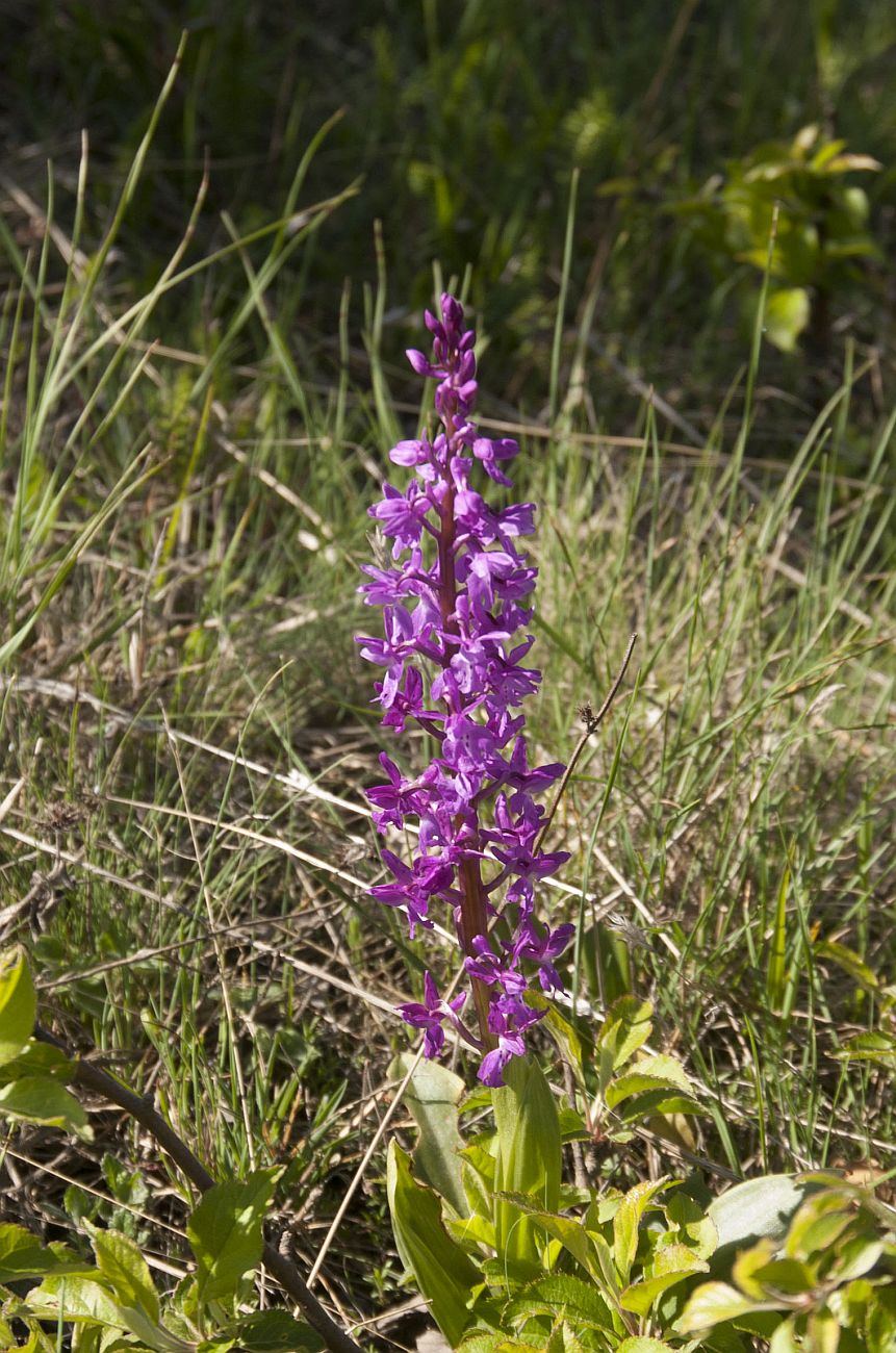 Изображение особи Orchis mascula.