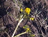 Caltha palustris