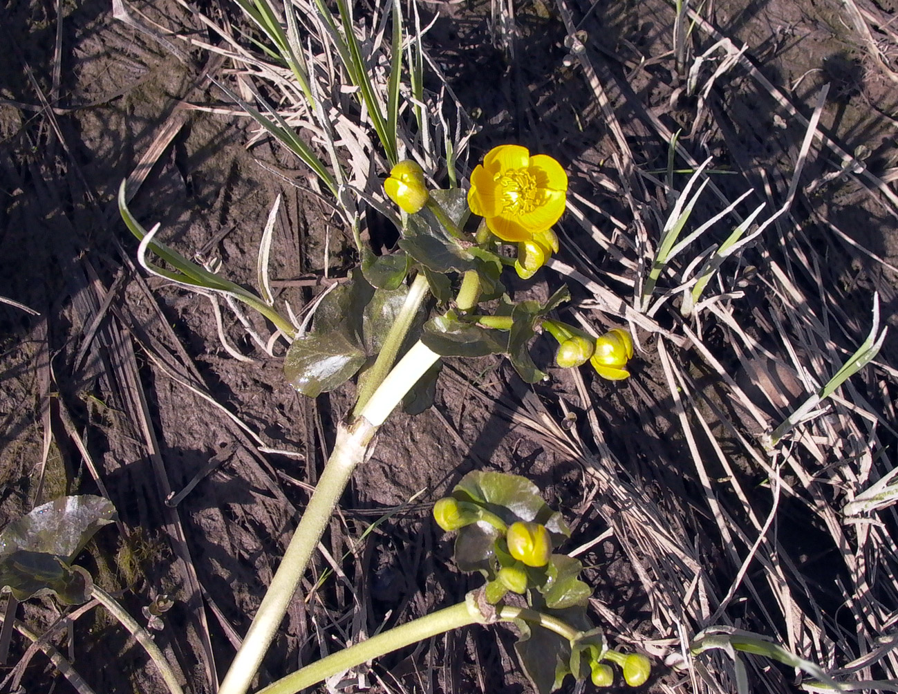 Изображение особи Caltha palustris.