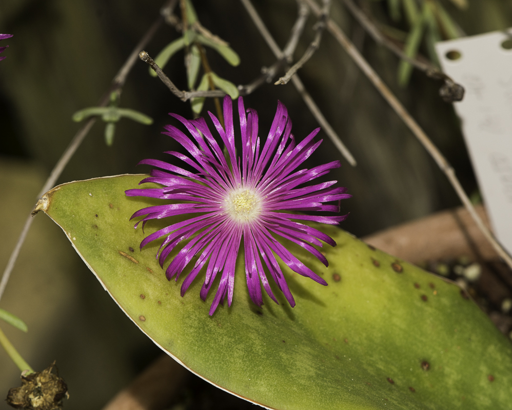 Image of Lampranthus falcatus specimen.