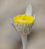 Inula verbascifolia