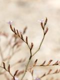 Limonium roridum