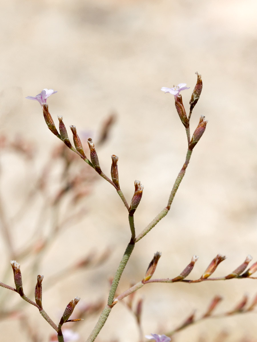 Image of Limonium roridum specimen.