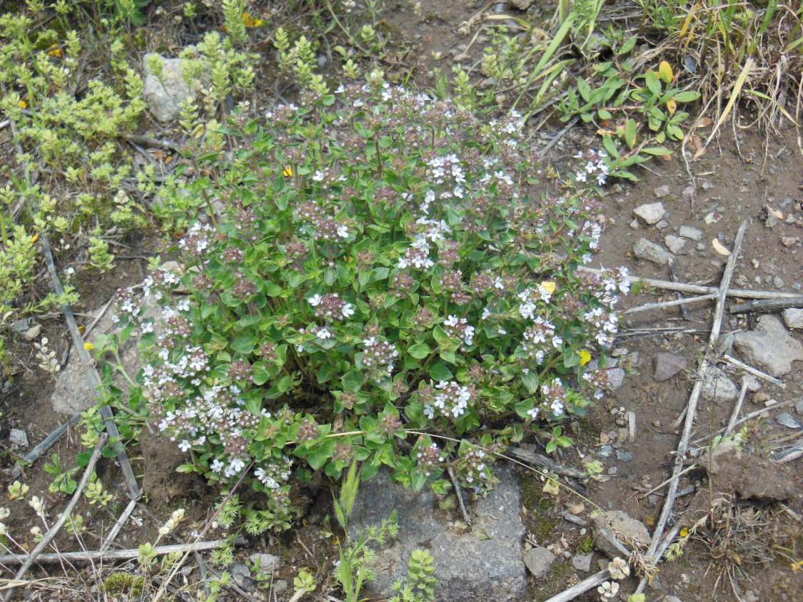 Изображение особи род Thymus.