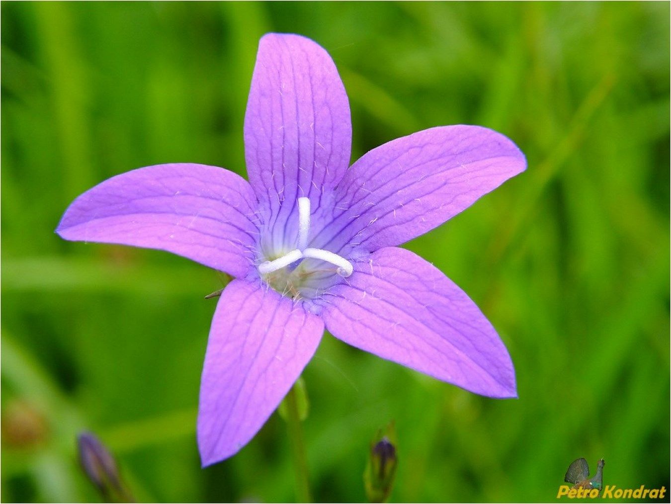 Image of Campanula patula specimen.