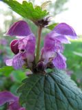 Lamium maculatum