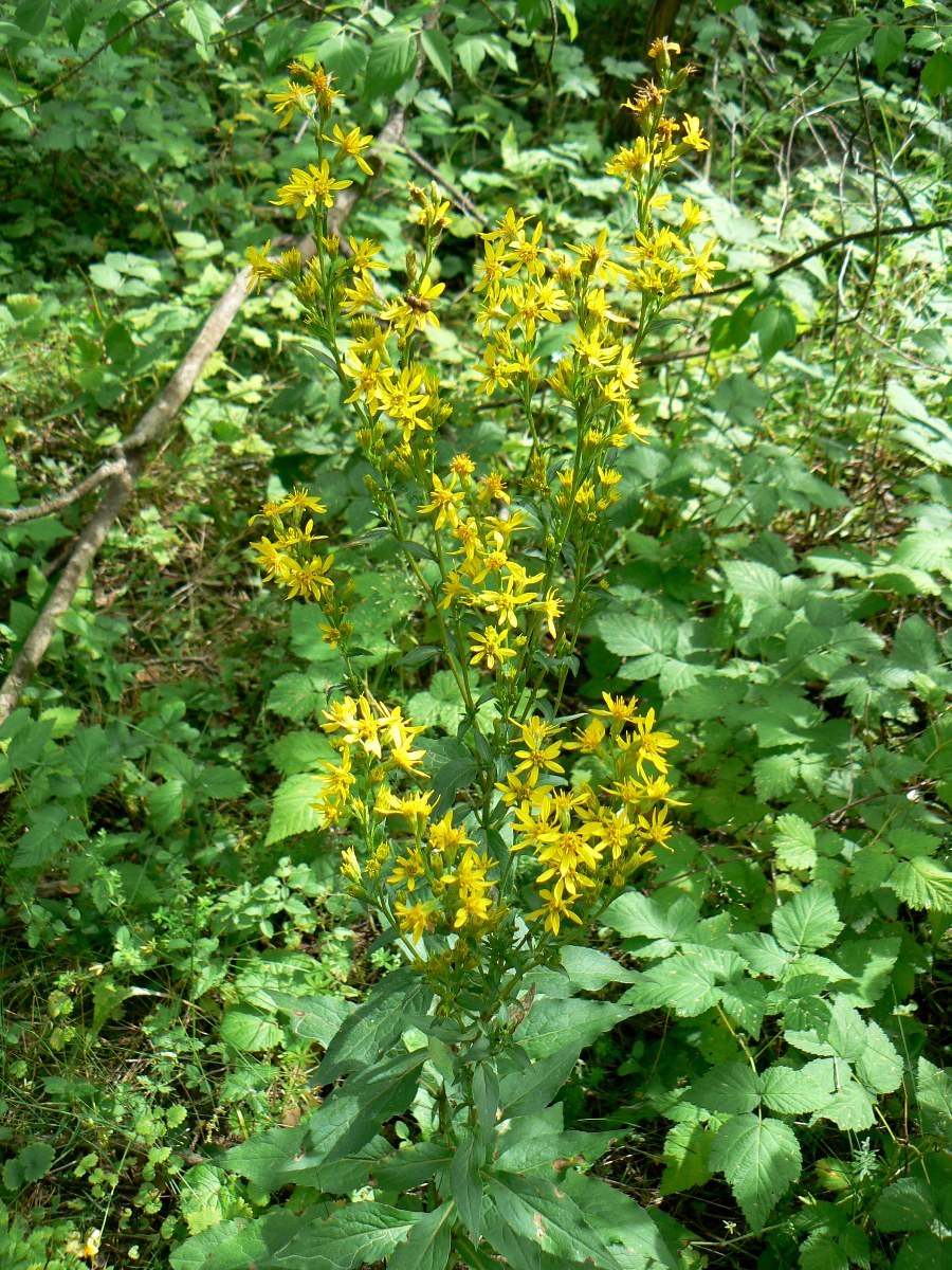 Изображение особи Solidago virgaurea.