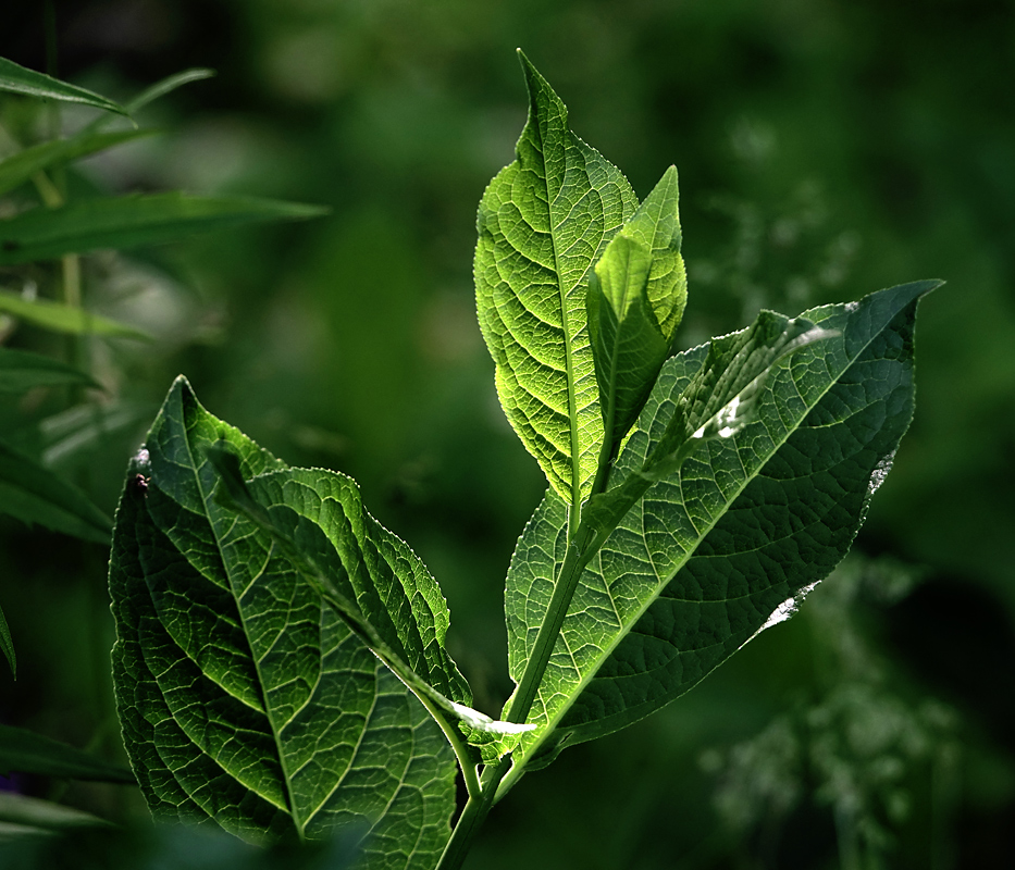 Изображение особи род Euonymus.