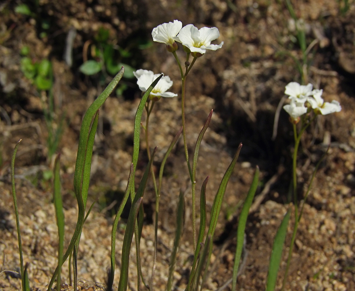 Image of Cardamine victoris specimen.