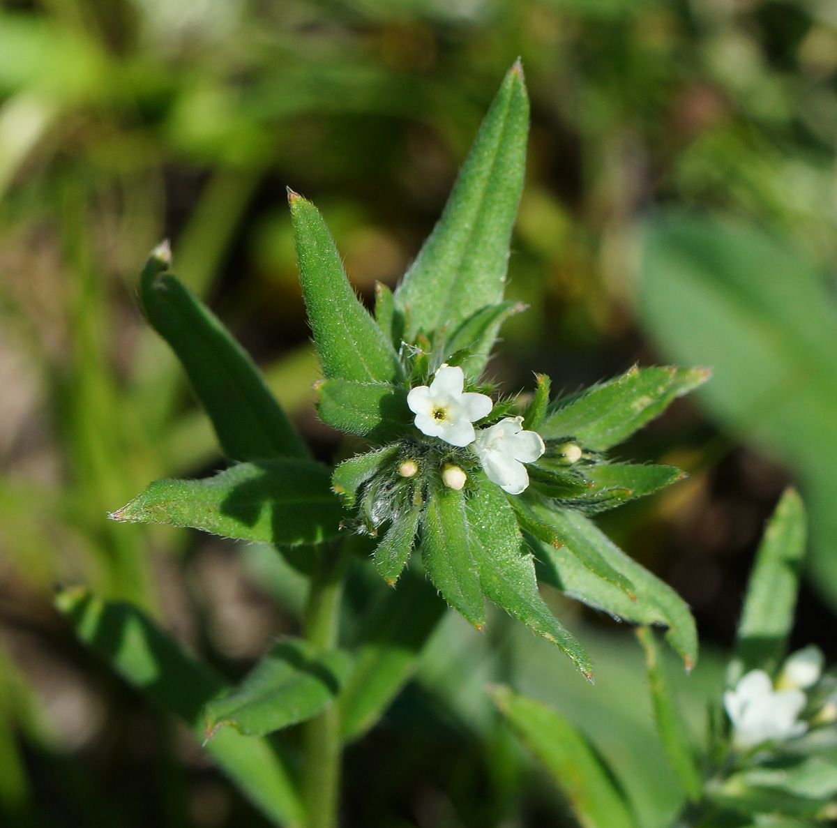 Image of Buglossoides arvensis specimen.