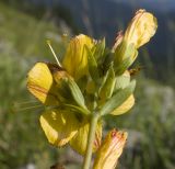 Hypericum linarioides. Верхушка соцветия с цветками (видны стебельчатые желёзки по краям лепестков). Адыгея, Кавказский биосферный заповедник, хр. Каменное Море, ≈ 2050 м н.у.м., в задернованной расщелине скалы. 28.07.2018.