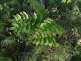 Polygonatum multiflorum