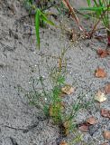 Spergula arvensis