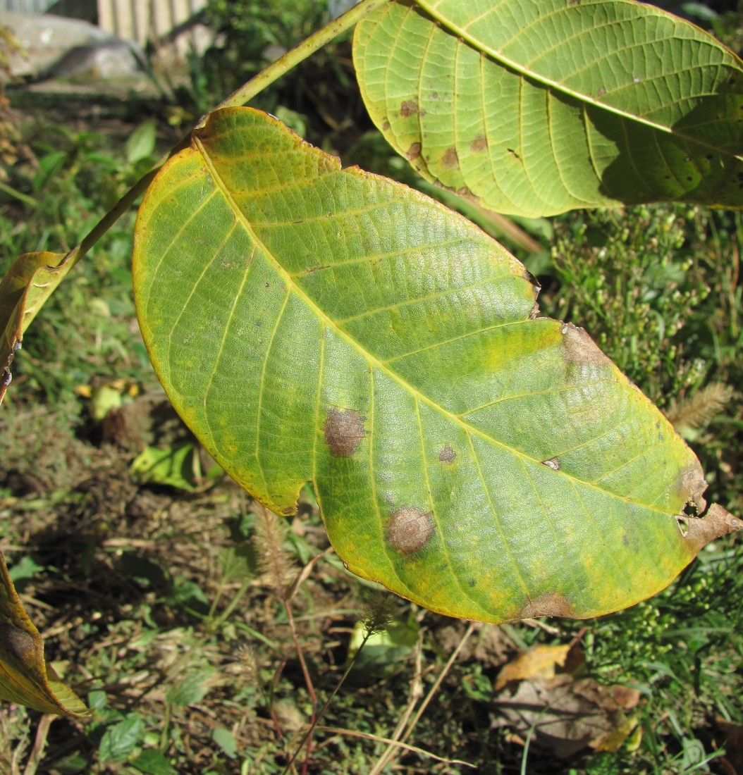 Image of Juglans regia specimen.