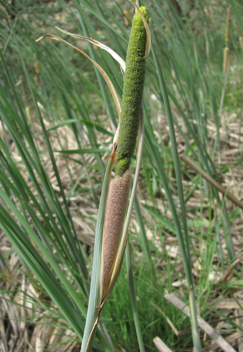 Изображение особи род Typha.