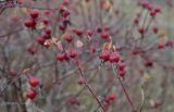 Rosa cinnamomea