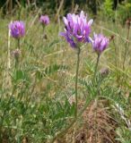 Astragalus onobrychis