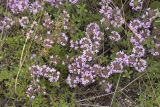 Thymus mongolicus