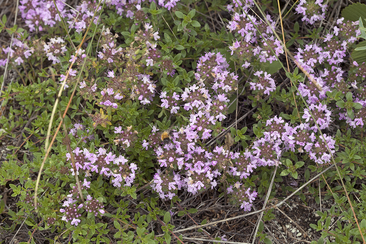 Image of Thymus mongolicus specimen.