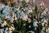 Crambe maritima