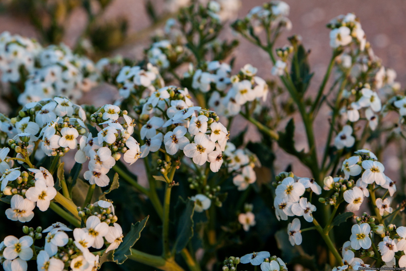 Изображение особи Crambe maritima.