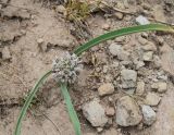 Allium leonidis