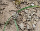 Allium leonidii