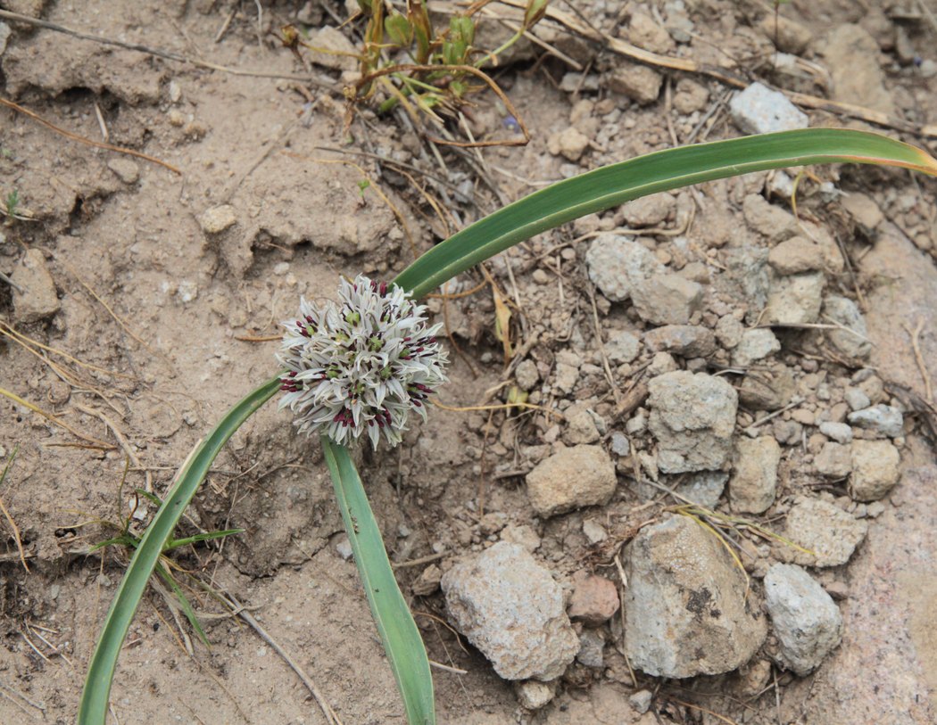 Изображение особи Allium leonidis.