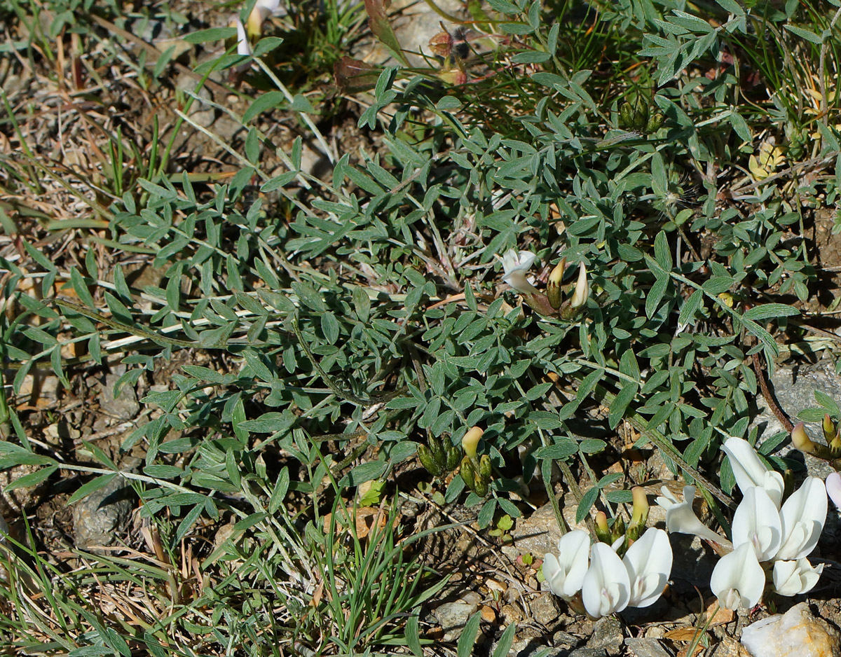 Изображение особи Astragalus macroceras.