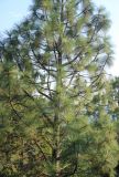 Pinus ponderosa. Часть кроны дерева. Крым, Никитский ботанический сад, парк Монтедор, в культуре. 6 августа 2018 г.