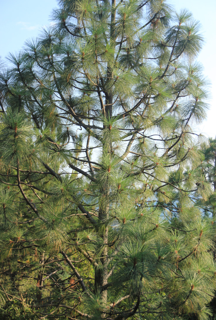 Изображение особи Pinus ponderosa.