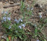 Veronica prostrata