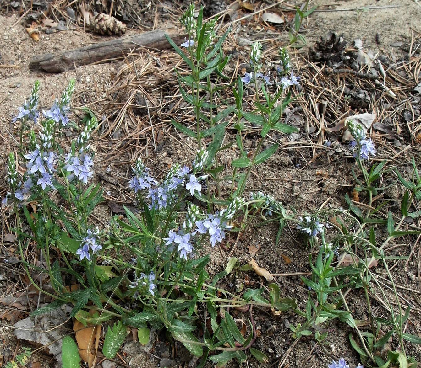 Image of Veronica prostrata specimen.