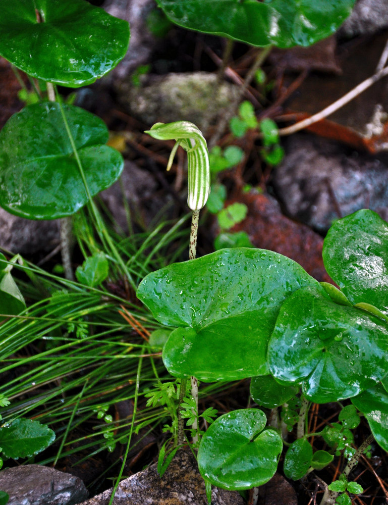 Изображение особи Arisarum vulgare.