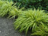 Hakonechloa macra