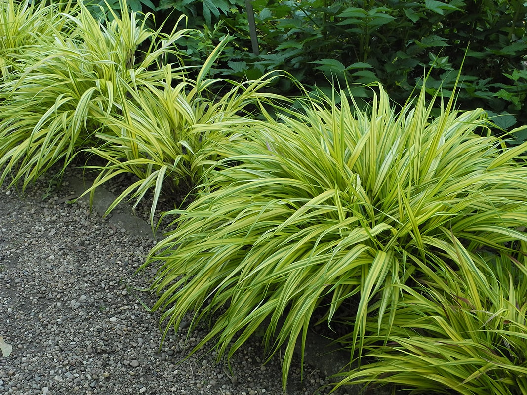 Изображение особи Hakonechloa macra.