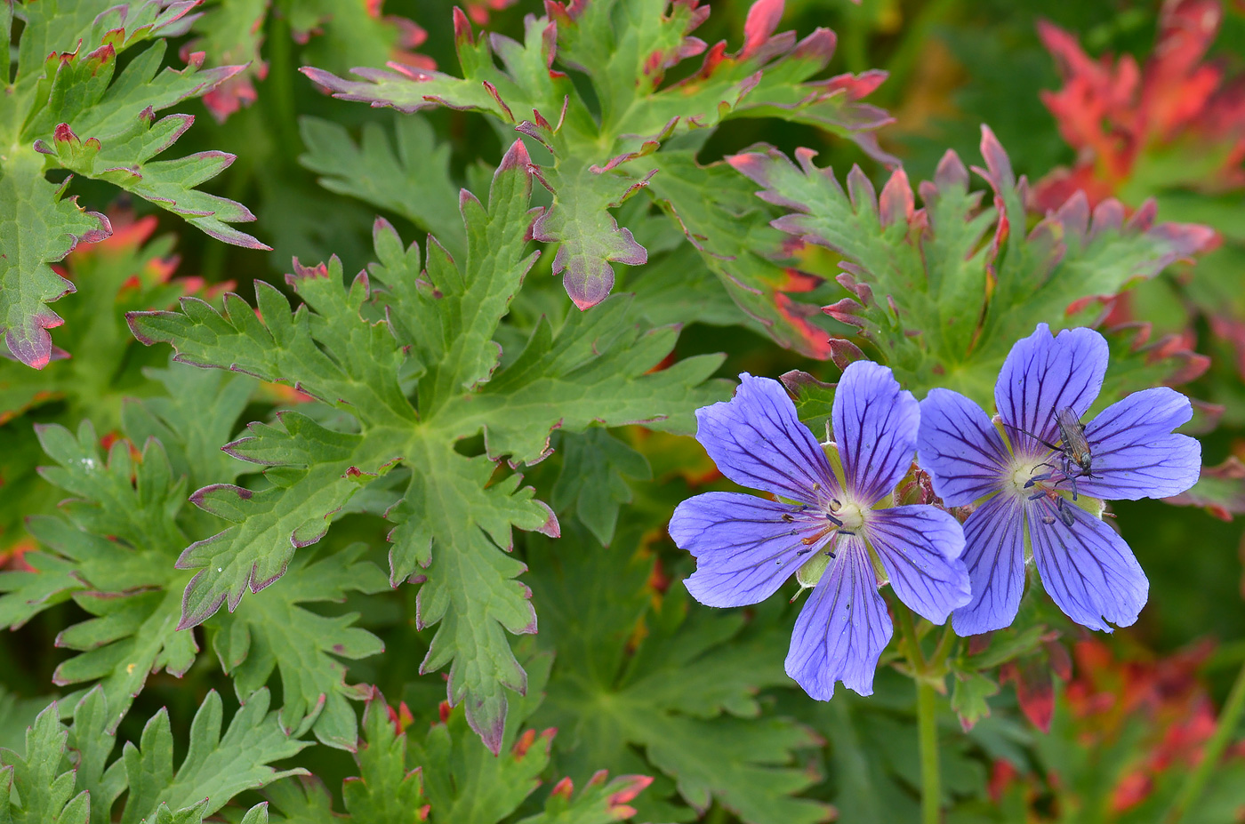 Image of Geranium gymnocaulon specimen.