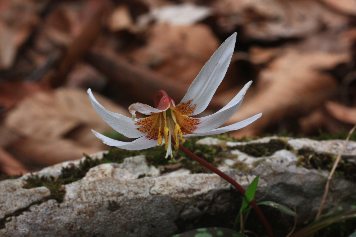 Image of Erythronium caucasicum specimen.