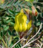 Astragalus utriger