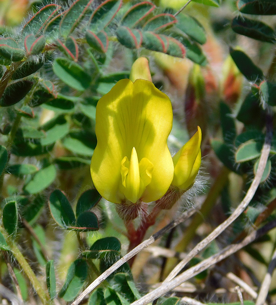 Изображение особи Astragalus utriger.