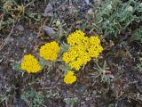 Achillea arabica