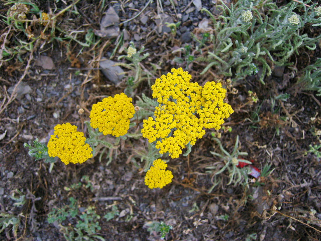 Image of Achillea arabica specimen.