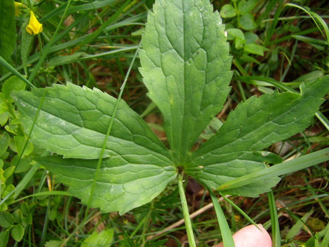 Изображение особи Ranunculus platanifolius.