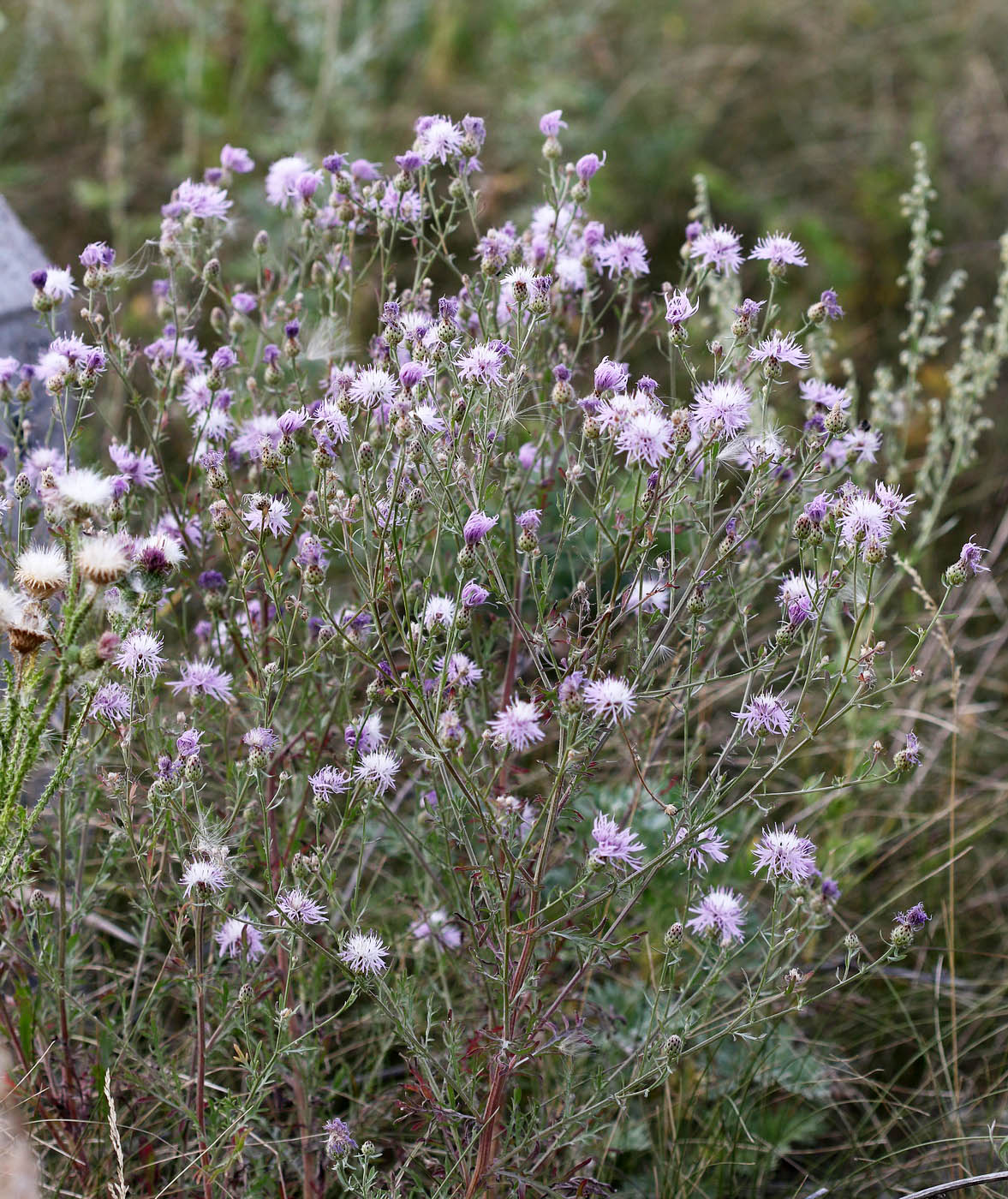 Изображение особи Centaurea stoebe.