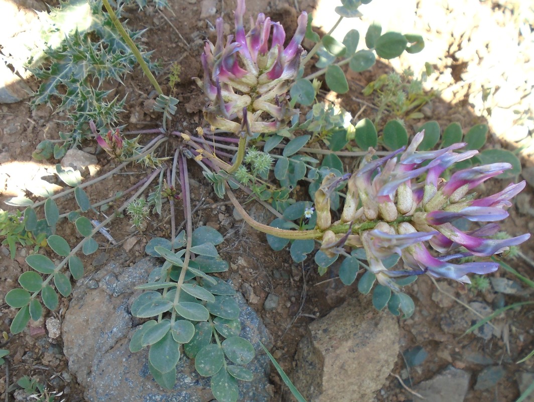 Изображение особи Astragalus prilipkoanus.