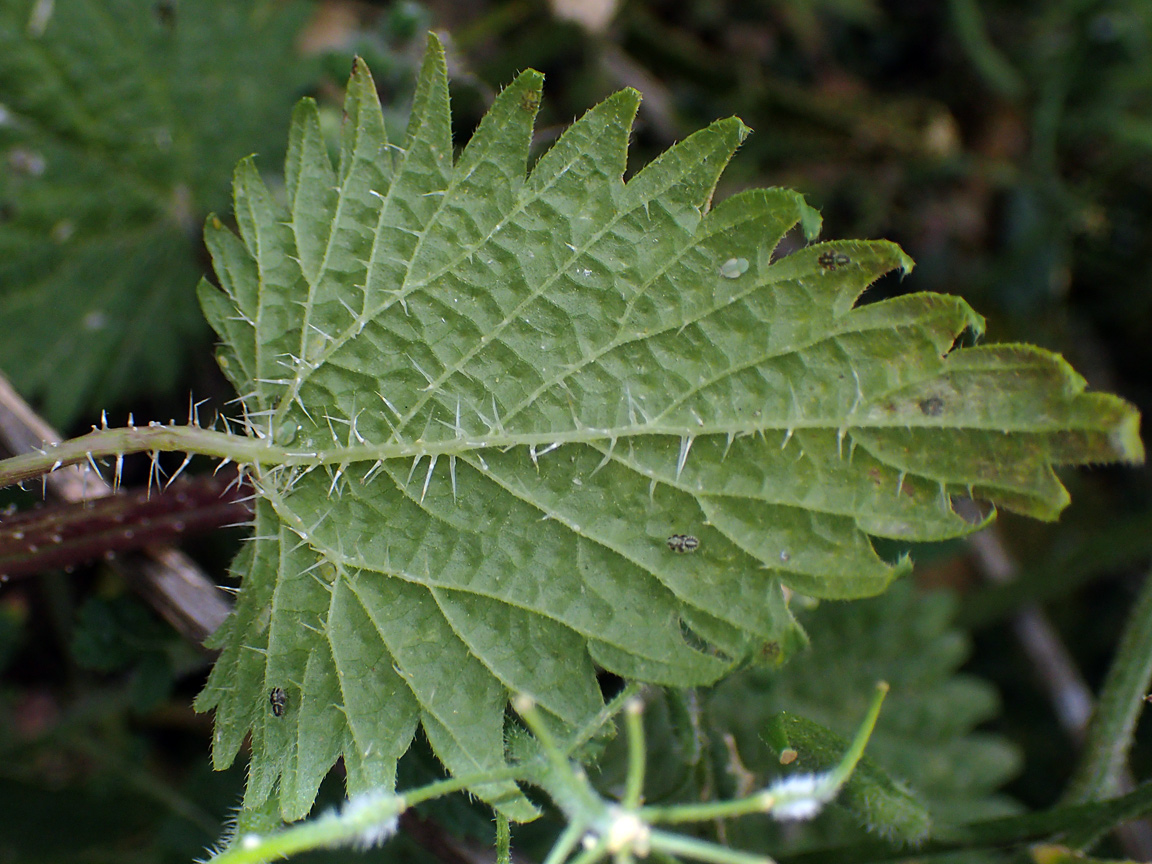 Image of Urtica pilulifera specimen.