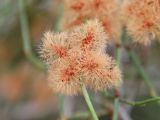 Calligonum microcarpum