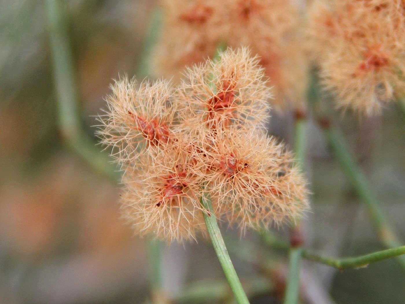 Image of Calligonum microcarpum specimen.